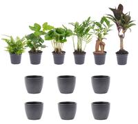 Set de mini-plantes 6 pièces avec pot Boule Anthracite - 25cm - Ø7cm - Plante d'intérieur - Ensemble complet - Plante avec pot
