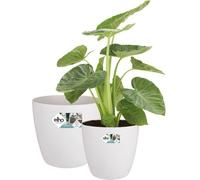 Set de pots de fleurs Elho blanc plastique rond 2 pièces