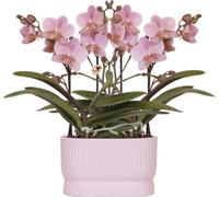 Set d'orchidées Treviso Rosé vieux rose 2xØ9cm - Cache-pot double Diabolo Twin