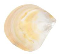 SEWACC Assiette à Dessert en Coquille Dorée, Assiettes à Dessert Maison et Noël, Simple et Multifonction, Nettoyage Facile, Style Délicat et Créatif