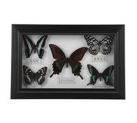 SEWOART Cadre D'échantillon D'insecte Fait Main en Bois, Ornement de Bureau et Décorations Murales Salon avec Finition Soignée et Style Exquis