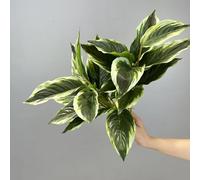 Shirfloral Hosta Lot de 2 plantes artificielles panachées de 45 cm - Plante verte de Dieffenbachia - Plantes d'intérieur esthétiques pour la maison, la salle de bain, la table, l'étagère, le bureau