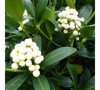 Skimmia Japonica 'Kew White'- Skimmia du Japon 'Kew White' 30-35 cm en conteneur