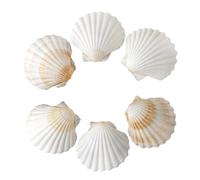 SKOOLOVE Lot de 6 grandes coquilles Saint-Jacques de 7,5 à 10 cm pour travaux manuels, décoration de mariage, fête sur le thème de la plage, aquarium et remplissage de vase