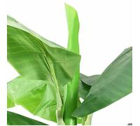 ""Soldes d’automne""Vert Plante Décor salon Naturel - Bananier artificiel - avec pot 300cm Vert 5753679015748