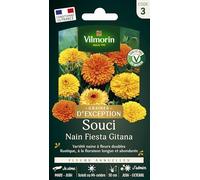 Souci Nain Fiesta Gitana - Graines d'Exception