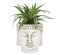 Spirit of Equinox Bouddha, Terre Cuite