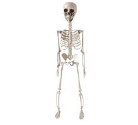 Squelette pour Halloween, figurine décorative mobile de 60 cm - Crâne décoratif pliable anatomique correctement pour la maison, le jardin et les événements de fête