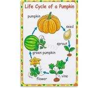 SSOPTMCB Pumpkin Life Stages Vintage Educational Poster Canvas Art Print for Rustic Bedroom or Preschool Learning Center Decor(Unframed,16x24inch(40x60cm))