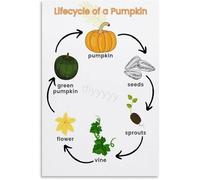 SSOPTMCB The Story of a Pumpkin Growth and Harvest Chart Poster Canvas Wall-Art for Rustic Dining Room or Preschool Wall(Framed,08x12inch(20x30cm))