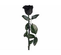St. Leonhard Rose éternelle avec tige - noir
