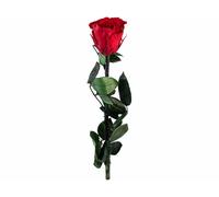 St. Leonhard Rose éternelle avec tige - rouge