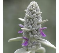 Stachys byzantina, 12 plants, Ø9cm, hauteur 10-25cm, plante vivace résistante