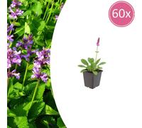Stachys mon. 'Hummelo' | 60 pièces - 10-25cm - Ø9cm - Plante de jardin