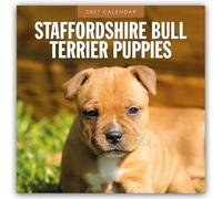 Staffordshire Bull Terrier Puppies 2027 Square Wall Calendar