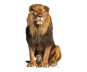 STAR CUTOUTS SC1438 Lion Assis en Carton Adulte Hauteur 155 cm - Idéal pour Le thème des Animaux, Les fêtes, Les Anniversaires et Les Fans, la décoration de Chambre et Les événements