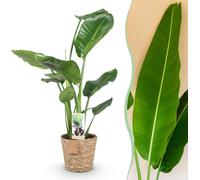 Stelitzia Nicolai - Fleur d'oiseau de paradis - Entretien réduit - avec panier - Vert - 70-90cm - Ø17cm - Plante d'intérieur - Vert persistant