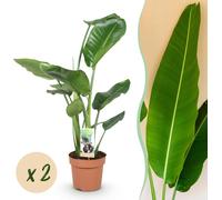 Stelitzia Nicolai - Fleur d'oiseau de paradis - Faible entretien - Vert - 2 Plantes - 70-90cm - Ø17cm - Plante d'intérieur - Vert persistant