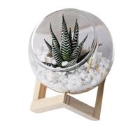 Stgfyxgs Pot de Fleurs en Verre, Décoration Végétale Légère et Tendance, Idéal pour La Chambre d'enfant, Le Bureau Ou Le Jardin, 12CM