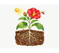 Stickers Muraux Chambre Enfant Les parties d'une plante, lot de 2, Racines, Tige, Feuilles, Fleur, Abeille, autocollants repositionnables, 150 x 150 cm