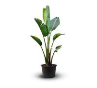 Strelitzia augusta - alba - oiseau de paradis blanc- plante méditerranéenne - ↕ 100-110 cm - ⌀ 24 cm - plante d'extérieur