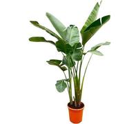 Strelitzia Augusta - Arbre - Strelitzie XXL - Oiseau de paradis blanc - 250cm