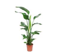 Strelitzia Nicolai 130-160 cm - Strelitzia arborescent exotique, facile d'entretien, décoratif pour l'intérieur et l'extérieur, robuste fleur d'oiseau de paradis