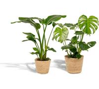 Strelitzia Nicolai - Ø19cm - Ø85cm + Monstera Deliciosa - Ø21cm - Ø75cm, panier