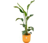 Strelitzia nicolai avec cache-pot "Jazz Rund Gelb" - hauteur env. 100 cm - Ø23 cm - grande plante d'intérieur - fleur oiseau de paradis - ambiance tropicale pour ta maison