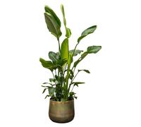 Strelitzia Nicolai deluxe XXL - 225-250cm - Ø40cm - Plante d'intérieur - Vert persistant