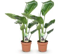 Strelitzia nicolai - Deux strelitzias faciles d'entretien - 17cm - Hauteur : 70