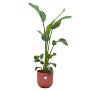 Strelitzia Nicolai dont elho Jazz Round rouge - 90-100cm - Ø23cm - Plante d'intérieur - Ensemble complet - Plante avec pot