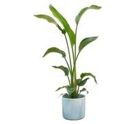 Strelitzia Nicolai dont elho Ocean Round atlantic blue - 90-100cm - Ø22cm - Plante d'intérieur - Ensemble complet - Plante avec pot