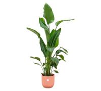 Strelitzia Nicolai dont elho Vibes Pliage rond rose - 150-160cm - Ø30cm - Plante d'intérieur - Ensemble complet - Plante avec pot