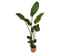 Strelitzia Nicolai dont elho Vibes Pliage rond rose - 90-100cm - Ø18cm - Plante d'intérieur - Ensemble complet - Plante avec pot