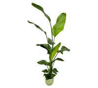 Strelitzia Nicolai dont elho Vibes Pliage rond vert - 120-130cm - Ø18cm - Plante d'intérieur - Ensemble complet - Plante avec pot