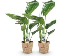 Strelitzia Nicolai - Fleur de l'oiseau de paradis - 2 plants - 70-90cm - 17cm