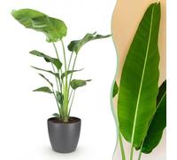 Strelitzia Nicolai - Fleur d'oiseau de paradis - Entretien réduit - Vert - avec Potter Grey - 110-120cm - Ø21cm - Plante d'intérieur - Ensemble complet - Plante avec pot