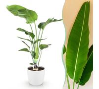 Strelitzia Nicolai - Fleur d'oiseau de paradis - Entretien réduit - Vert - avec Potter White - 110-120cm - Ø21cm - Plante d'intérieur - Ensemble complet - Plante avec pot