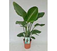 Strelitzia Nicolai « Oiseau de paradis blanc » - Plante d'intérieur Ø19cm