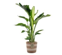 Strelitzia Nicolai - Oiseau de paradis - Plante d’intérieur - Dépolluante - H. 80-100 cm