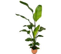 Strelitzia Nicolai, plante d'intérieur, 130cm, Ø18cm, oiseau de paradis verte