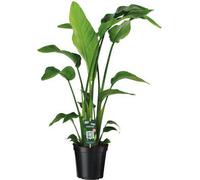 Strelitzia Nicolai, plante d'intérieur, Ø19cm, 90cm, décoration exotique verte