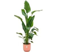 Strelitzia Nicolai, strelitzia arborescente, 160cm de haut, pot Vibes Fold rond