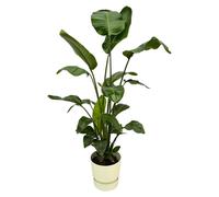 Strelitzia Nicolai y compris elho Greenville Round blanc - 150-160cm - Ø30cm - Plante d'intérieur - Ensemble complet - Plante avec pot