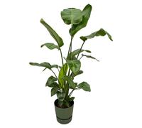 Strelitzia Nicolai y compris elho Greenville Round green - 150-160cm - Ø30cm - Plante d'intérieur - Ensemble complet - Plante avec pot