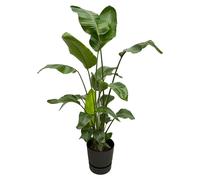 Strelitzia Nicolai y compris elho Greenville Round noir - 150-160cm - Ø30cm - Plante d'intérieur - Ensemble complet - Plante avec pot