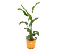 Strelitzia Nicolai y compris elho Jazz Round jaune - 90-100cm - Ø23cm - Plante d'intérieur - Ensemble complet - Plante avec pot