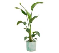 Strelitzia Nicolai y compris elho Ocean Round pacific green - 90-100cm - Ø22cm - Plante d'intérieur - Ensemble complet - Plante avec pot