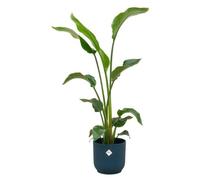Strelitzia Nicolai y compris elho Vibes Fold Round blue - 90-100cm - Ø22cm - Plante d'intérieur - Ensemble complet - Plante avec pot